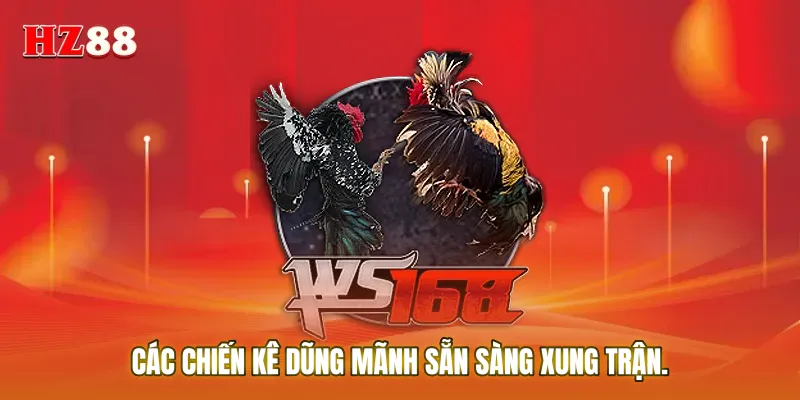 Các chiến kê dũng mãnh sẵn sàng xung trận